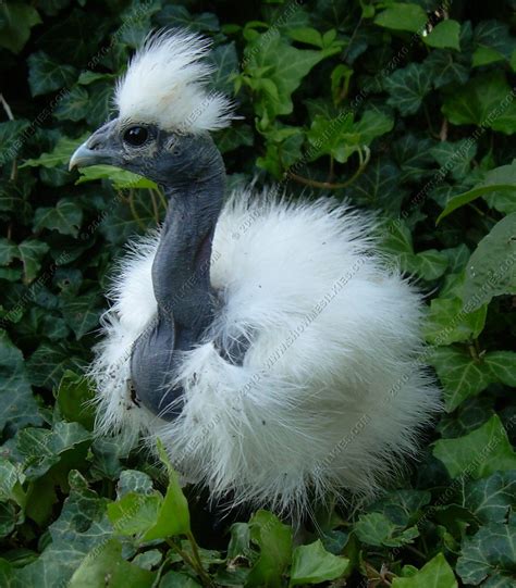 showgirl silkie chickens|The Fascinating World of Showgirl Chickens Know。